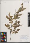 Foto von Salix daphnoides Vill.